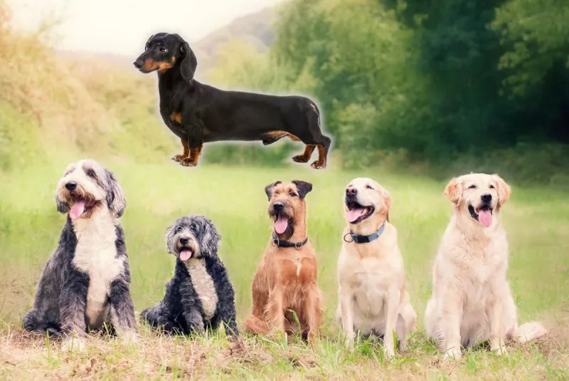 These Are South Dakota's Top 10 Favorite Dog Breeds