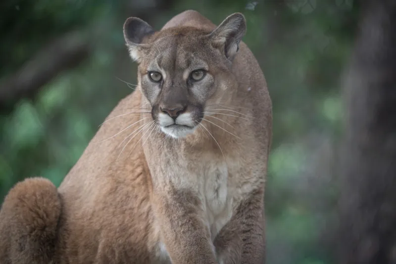 Close Call: Dangerous Mountain Lion Enters South Dakota Home