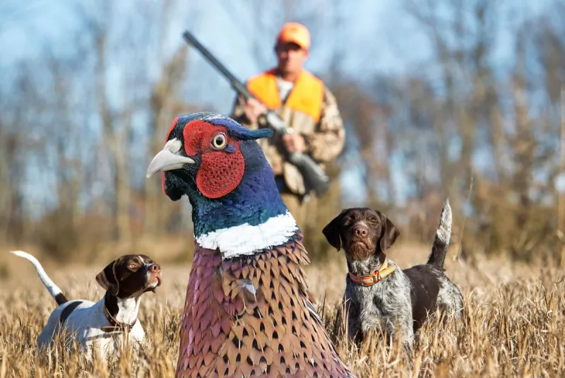 2026 South Dakota Pheasant Season Laws You Need To Know