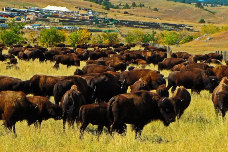 My South Dakota Custer State Park Buffalo Roundup Experience