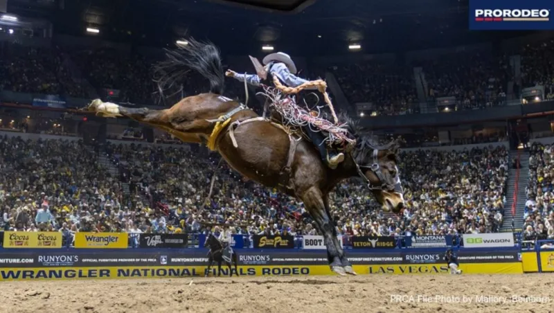 Contestants talk about life as a PRORODEO cowboy
