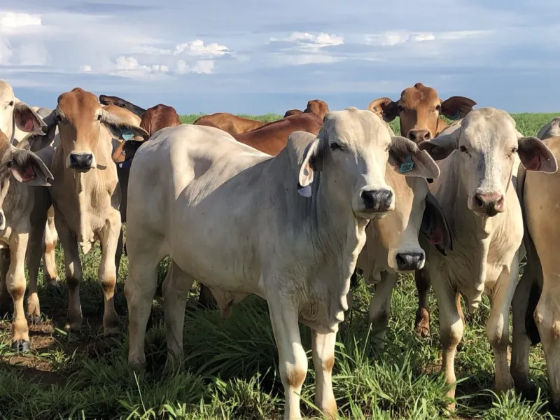 EU bans Brazilian beef but UK government criticised for not following the lead