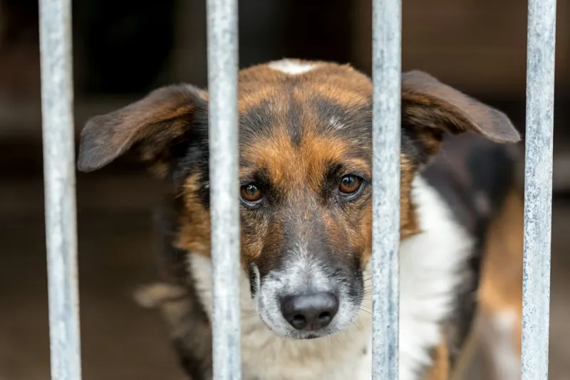 Sioux Falls Humane Society Overcrowded, Seeking Adopters