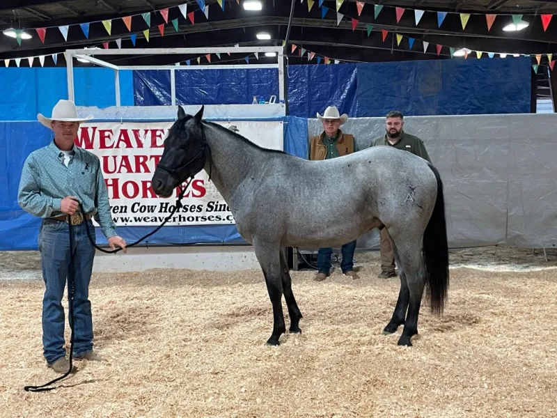 Weaver Quarter Horses