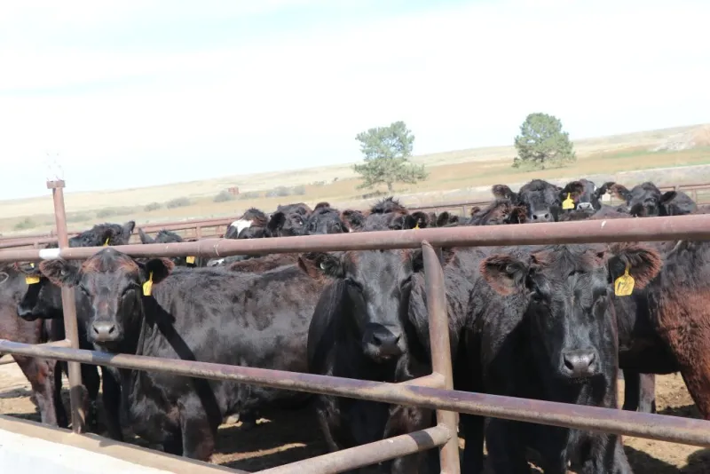 AI research focuses on optimizing herd growth