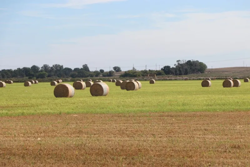 Grazing strategies to be offered during drought pasture walk