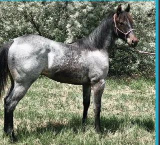 RQHBA 26th Annual Production Sale