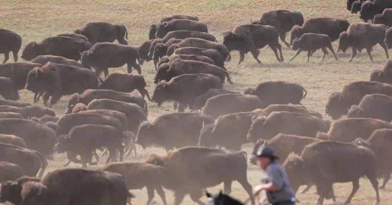 Thousands gather for 61st annual Buffalo Roundup
