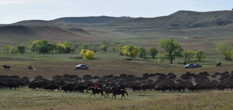 In photos: 2026 Custer State Park Buffalo Roundup