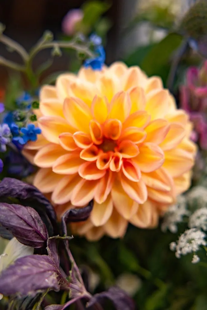 2026 Fall Homeland | Petals on the prairie: Dahlia Valley Ranch provides fresh flowers to Sandhills communities