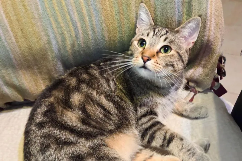 Meet The Longest Sioux Falls Resident Waiting At Animal Shelter