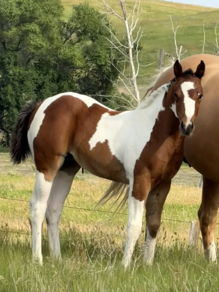 Dakota Breeders Classic Quarter Horse Production Sale