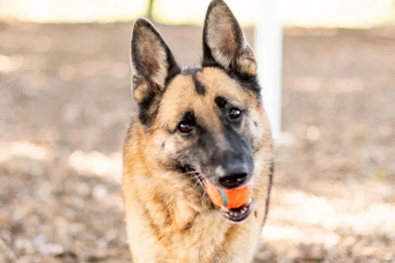 Good News! Beatrice At Local Sioux Falls Shelter Finally Has Home