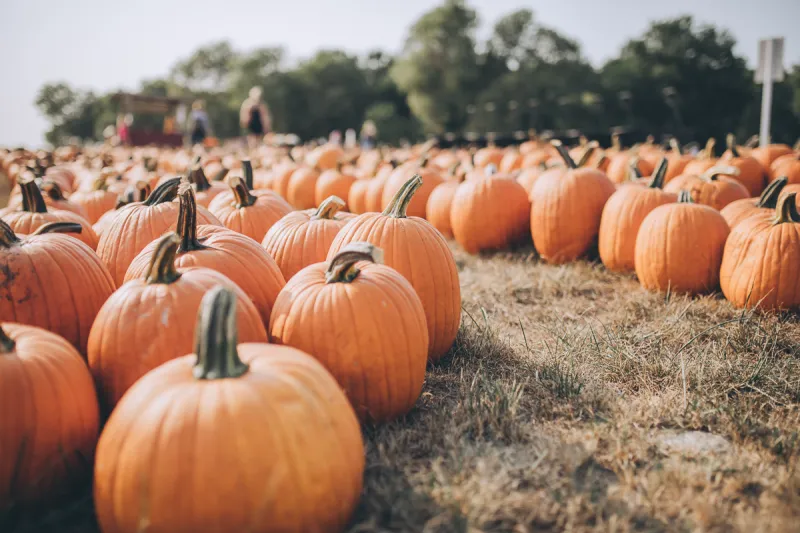 605 Roundup // Fall Festivities