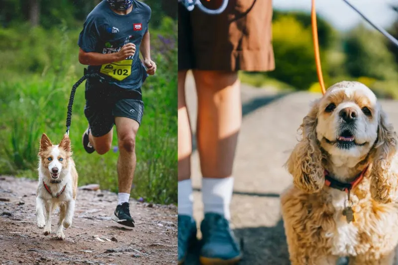 Grab the Leash! Bark in the Park Returns to Sioux Falls