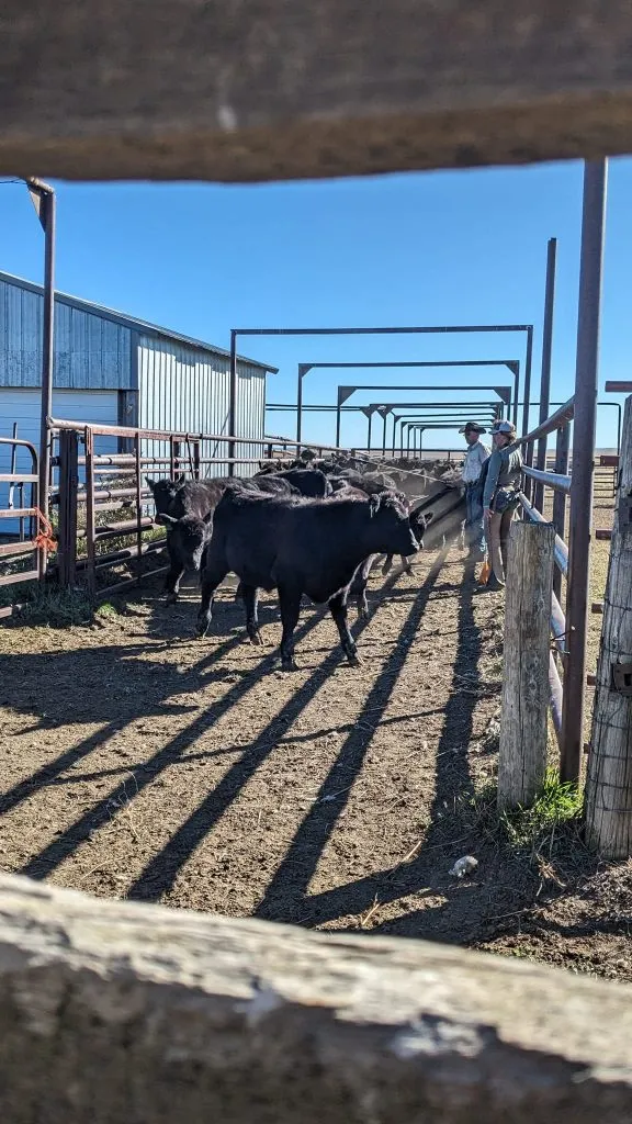 Vaccination, management key as fall 2026 calf marketing begins