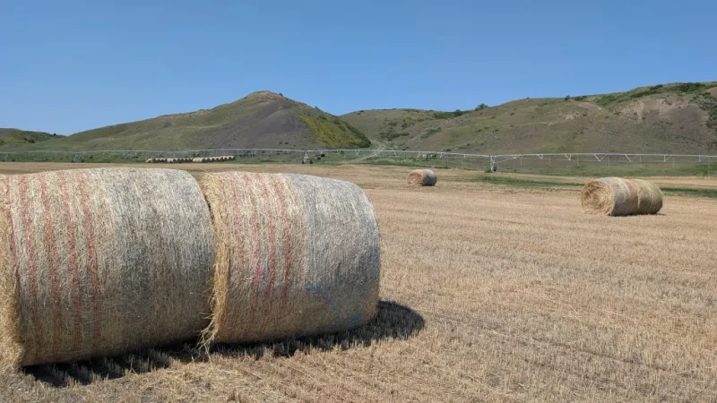 2026 Fall Cattle Journal | More work to do: Maudes reflect on the past year