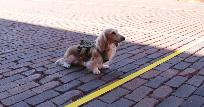Wiener dog races and leadership changes | Shalom Baer Gee