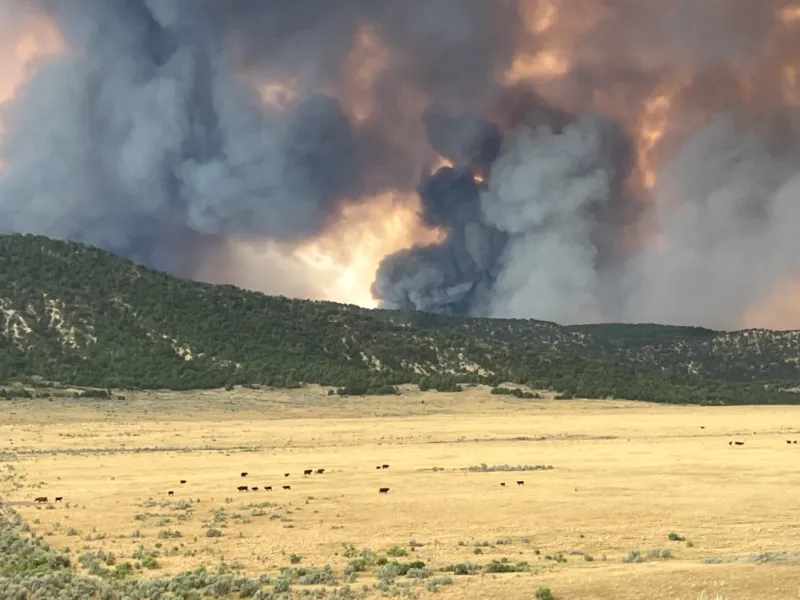 2026 Fall Cattle Journal | Out of the ashes