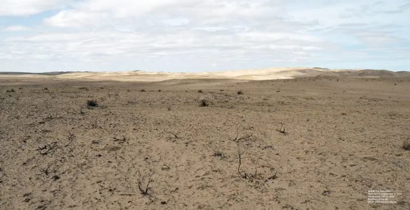 Wildfires open pastures and ranges to invasive plants
