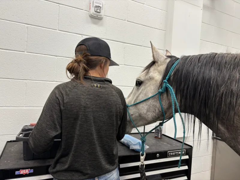 With help from CSU's Equine Field Service, Ranger kicks serious infection