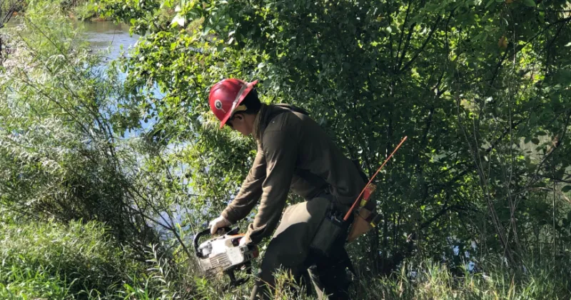City and county entities join together to tackle Rapid Creek overgrowth