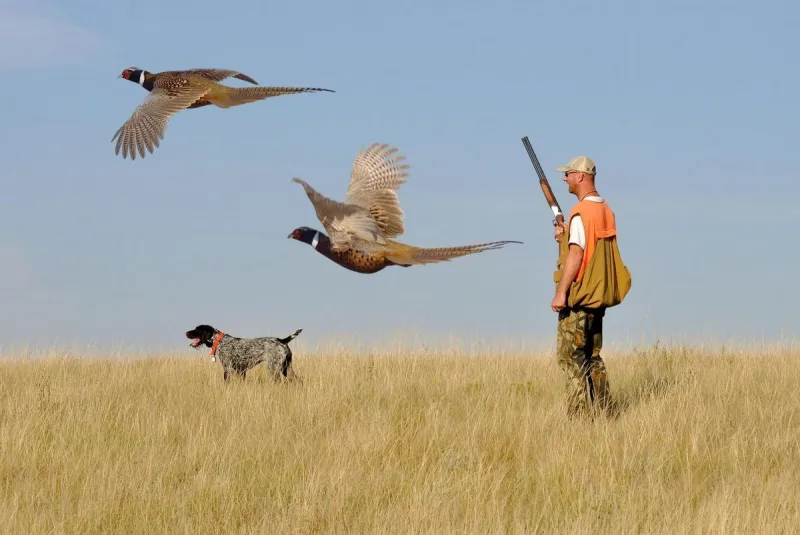20 Fun Facts About the South Dakota Pheasant Season Opener