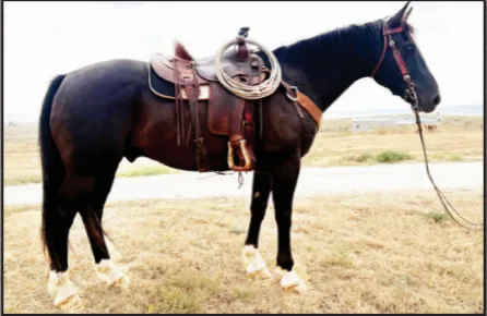Bowman Livestock Fall Horse Sale featuring second annual Legacy Breeders Production Sale and Jesperson Production Sale