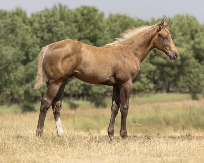 Southwest South Dakota