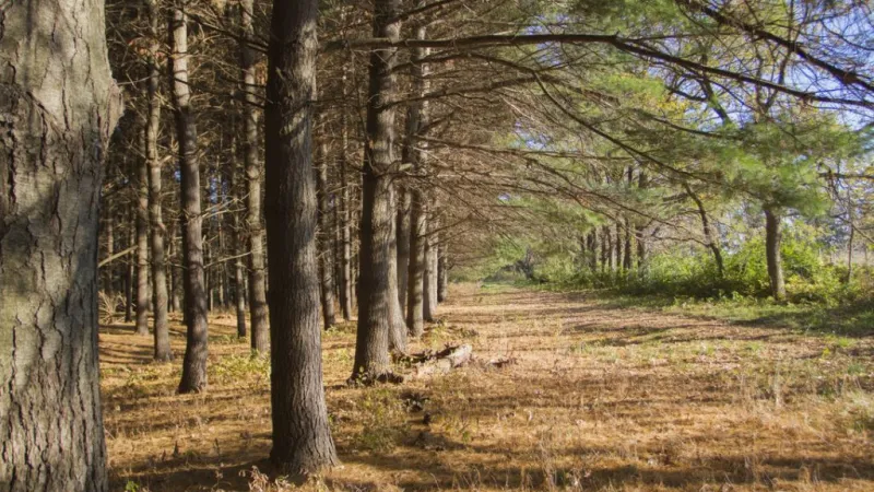 Rural Nebraskans are noticing fewer trees, poll shows