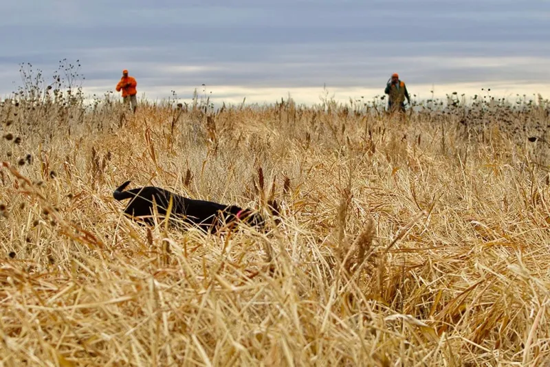 Explainer: What to know about the 2026 South Dakota pheasant hunting season