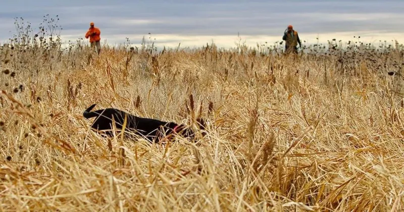 What to know about the 2026 South Dakota pheasant hunting season