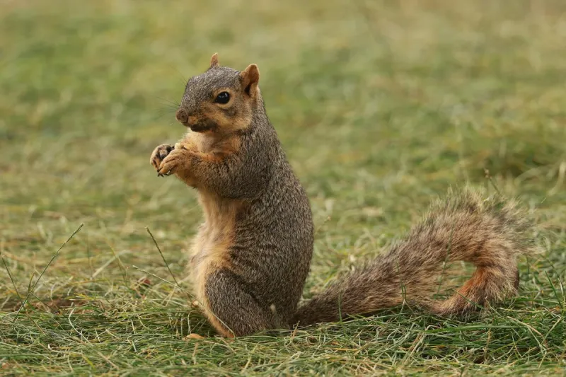 Mitchell, South Dakota Proudly Declares Squirrel Appreciation Day
