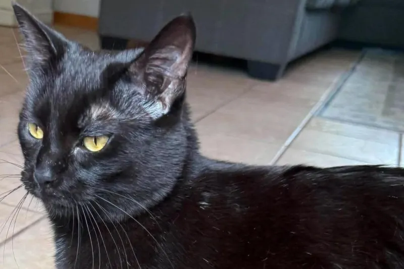 Sioux Falls Shelter Not Allowing Black Cat Adoptions This Month