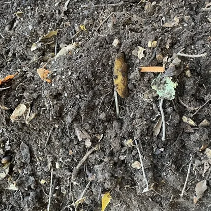 Compost does more than feed your plants