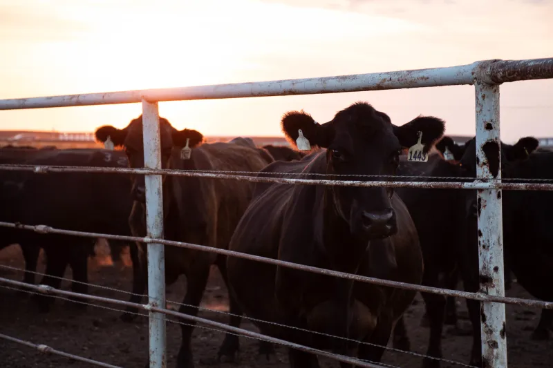 Cattle On Feed Rises As Marketings Fall Sharply