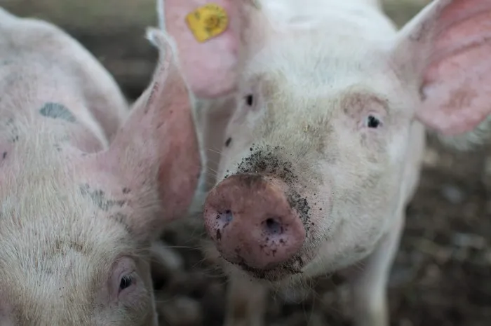 Pork Production Hits Record As Beef Slaughter Falls