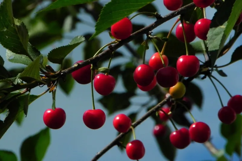 Storms Slash California Cherry Crop And Export Quality