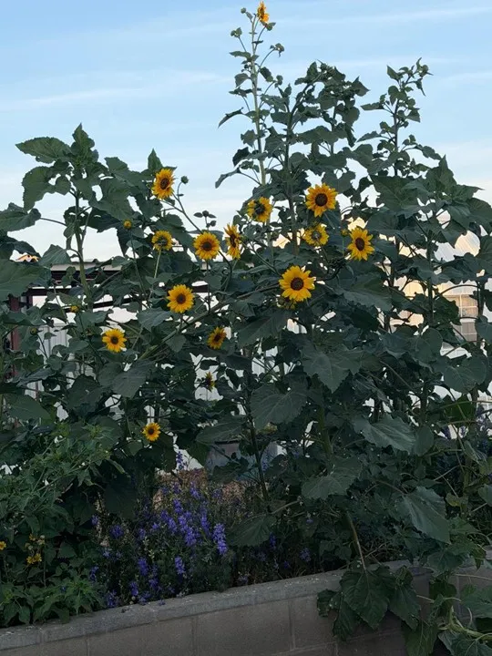 Taking extra steps can help gardens through summer heat