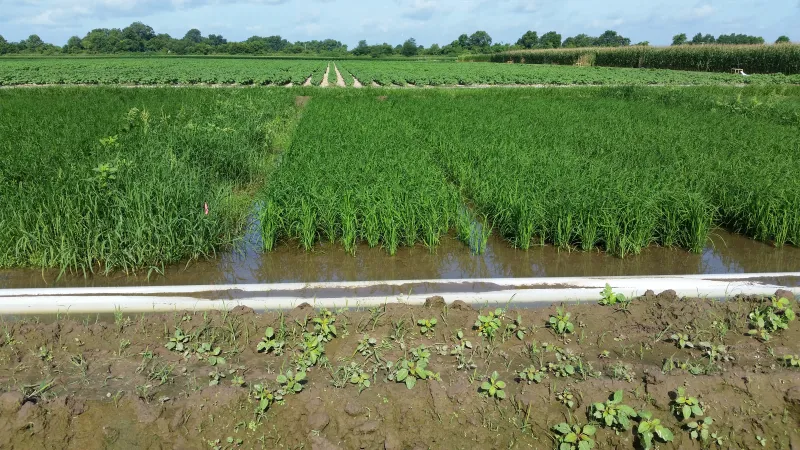China Expands Agricultural Support For Cuba Through Rice
