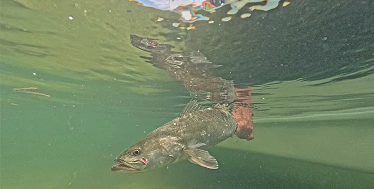 May's Abundant Angling Adventures