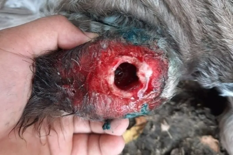 USDA Confirms Screwworm In Texas Calf, Launches Response