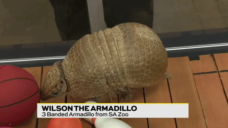Wilson the armadillo is back to predict who will win Spurs or Knicks!?