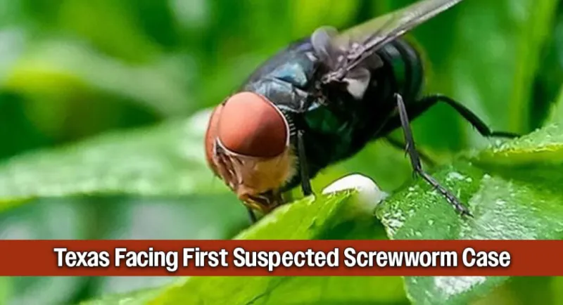 Sounding the Alarm Over Suspected Texas Screwworm Case