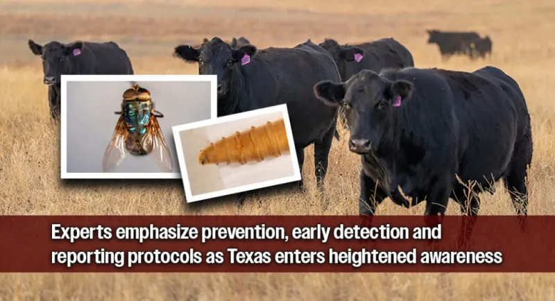 Texas A&M AgriLife Responds After New World Screwworm found in Texas