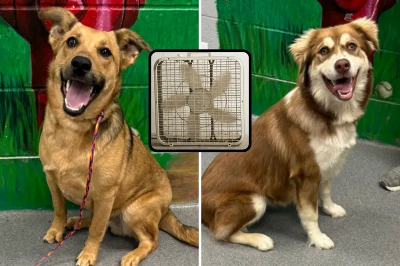 Free Pet Adoptions Return to Tyler This June