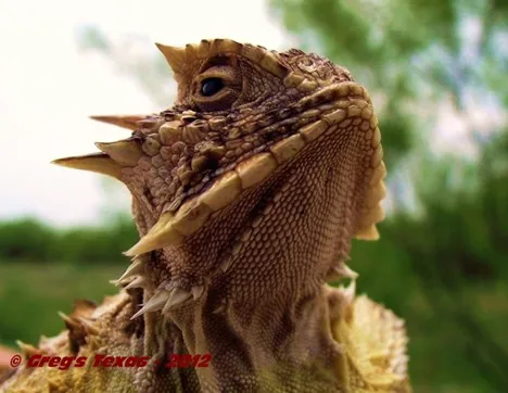 Diverse native plants, insects needed for horned lizard habitat