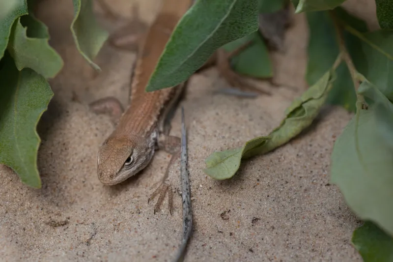Request seeks to keep dunes sagebrush lizard on endangered list