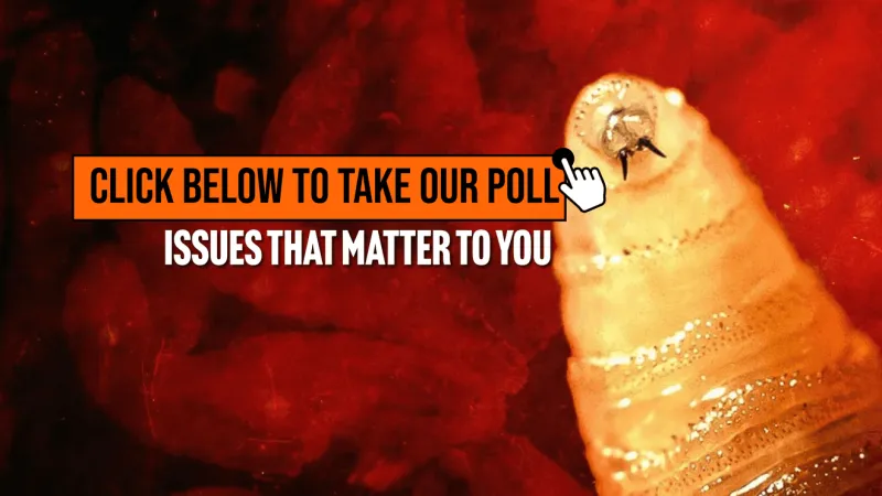 POLL: How concerned are you that screwworms could affect your pets or livestock?
