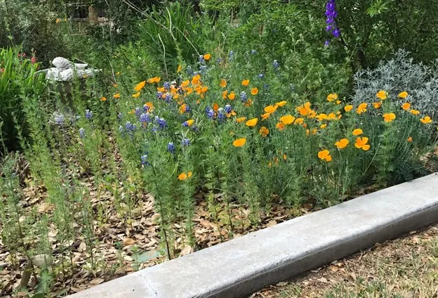 Native landscapes need strong design to look intentional